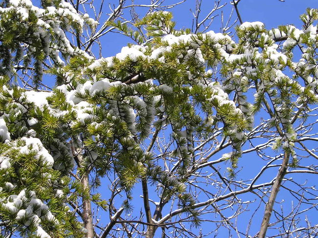 空の青、松の緑、そして雪の白。こんな眺めに出会えて最高。