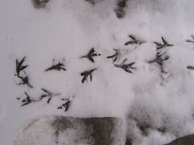 先客がいたようです。