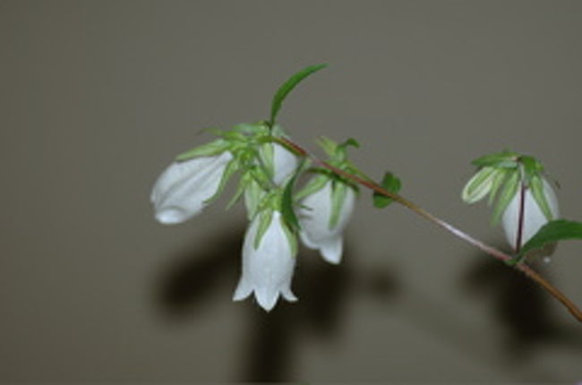 部屋に飾られていた花。<br />旅館にはいたるところに花々が飾られていて風情あり・・でした。