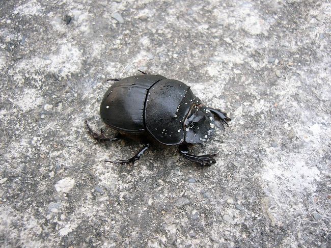 カナダまで昆虫を持ち帰ることが禁止ので、空港へ出発する前に僕の可愛いペット、阿弥陀丸を放生しちゃいました。ここまで高雄で４週間の長い旅行が終わりました、また来年ね！再会！