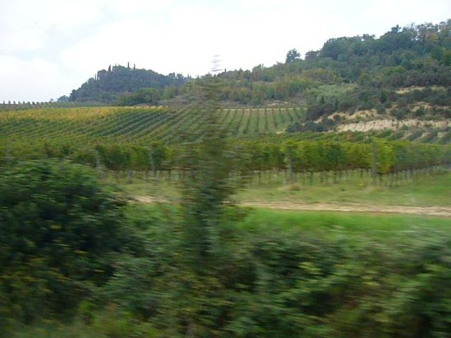 シエナ〜サンジミニャーノへ移動。<br />道中はバスで1時間くらい<br /><br />沿道はブドウ畑が続きます。