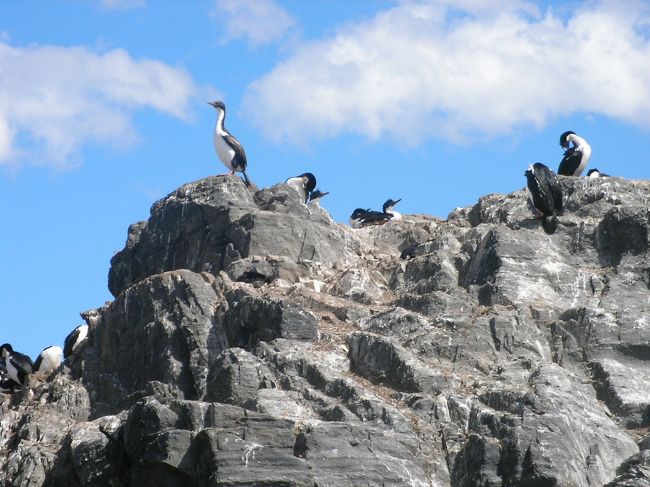 マゼランペンギン