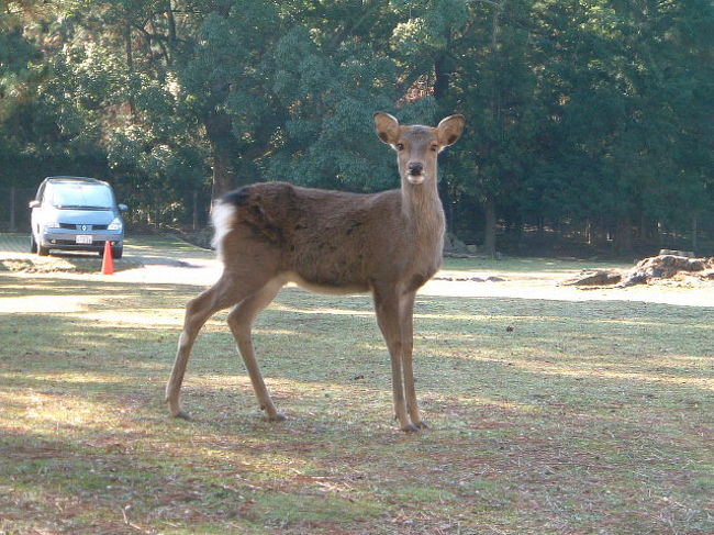 奈良に行ったら、鹿せんべいをあげてください。<br />いっぱいむれになり、襲ってきます。