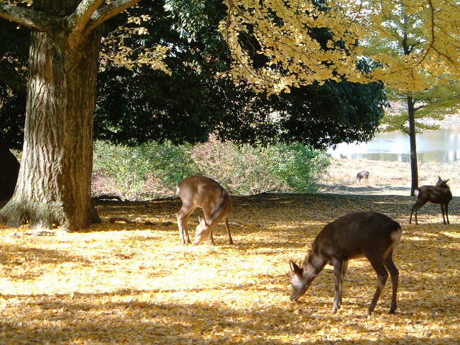 紅葉と鹿。<br />なんだか秋ですね