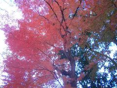 糾の森。下鴨神社の南側にある杜です。ここは例年紅葉がおそく、12月でも十分たのしめます。