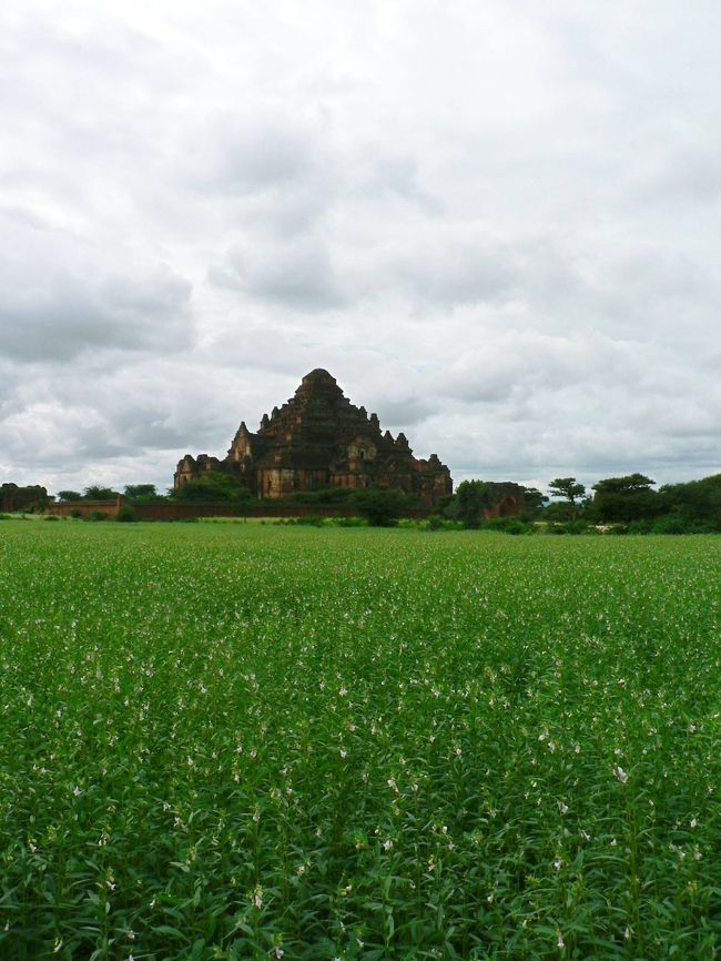ごま畑の中にあるダマヤンジー寺院。１２世紀に父、アラウンズィトゥ王と兄を暗殺して王位を奪ったナラトゥが建造したが自らも暗殺され、その後未完成のまま放置されていたという寺で薄暗い建物の天井にはこうもりが巣を作り、パタパタと羽音をたてながら飛び交う。ナラトゥ王は職人が煉瓦を積み上げて建物を造る際に煉瓦と煉瓦の間に少しでも隙間があると死刑に処したと言われる暴君で煉瓦積み上げを手伝ったインド王族の妻も処刑している。殺された人の怨念で幽霊が出るとのうわさもある少し気味の悪い、一風変わった寺だ。