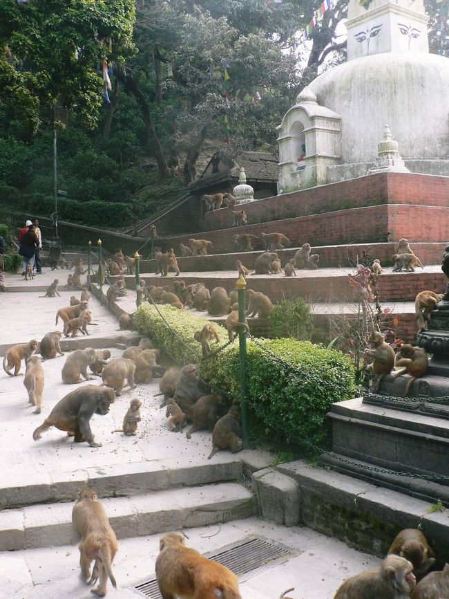 ネパール最古の仏教寺院で野生の猿が多くてモンキーテンプルとも呼ばれているスワヤンブナート。