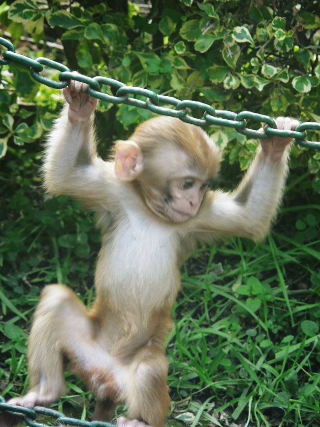 モンキーテンプルとも呼ばれているスワヤンブナートの猿。