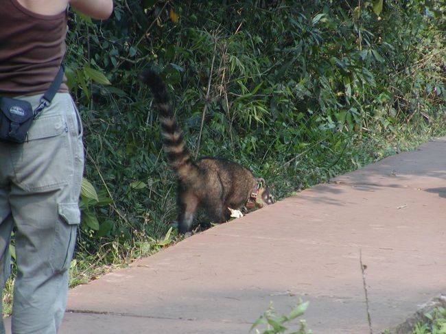 野生動物も盛りだくさん。<br />これ、なんだろう？<br />普通に遊歩道にいました。