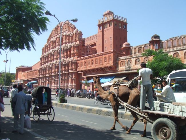 結局４日間入院してしまいました。<br />気分転換にと夜行バスでジャイプルに。<br />ピンク色の街並みで有名ですが、それよりもラクダに感動！