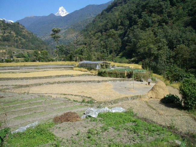 11／2　7：56　ー8：36　9：03ー（11：37ー13：06）<br />　　　ポカラ　＝　フェディ＝　ダンプス　昼食<br /><br />　　　14：18　14：42　ー　15：40<br />　　　　＝ポタナ　＝　　　デオラリ泊<br /><br />ホテルよりタクシーでphedi迄入る。トレッキングの開始だ。道中マチャプチャレがどこからでも見える位置を歩く。ダンプス迄の道程はひたすら石畳の石段を登る。棚田は農閑期。静かな農村風景。<br /><br />ティハールについて<br />西暦でいうと10月半ば〜11月半ばの、新月の2日前から始まり通常5日間続きます。 <br /> ネパールには、ネワール、グルン、マガール、シェルパ････色んな民族が住んでいます。ティハールはその中のネワール族の新年の行事。<br />　玄関に灯火をつけて、ヒンドゥの女神ラクシュミーを家に迎え入れ、神様と一緒に食事をして富と繁栄を願う美しいティハールの儀式は国中の家庭で行われているようです。<br />　1日目はカラス、2日目は犬、3日目は牝牛にご馳走を食べさせて花輪で飾ってお祈りをする・・・とても優しさを感じるお祭りなのです。<br /><br /><br /><br />