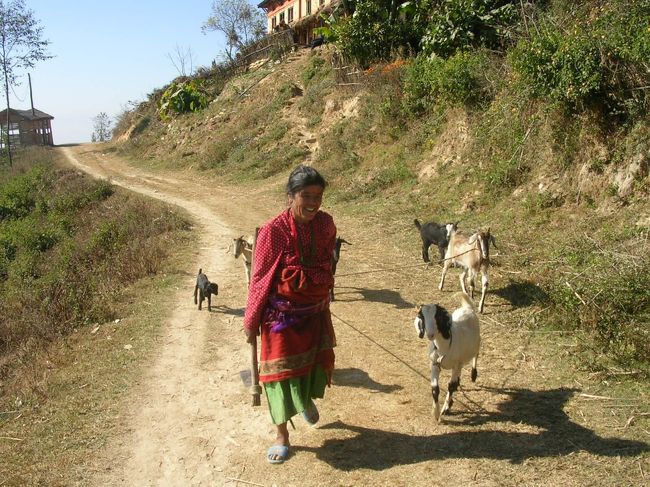 ナガルコットからチャングナラヤンへ。約３時間半のトレッキング（ハイキング）をした。いくつもの集落を通過して歩き、その途中に見かけたヤギおばぁちゃん。