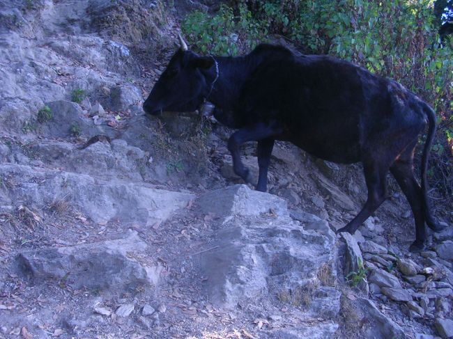 牛さんだって頑張って山登り。