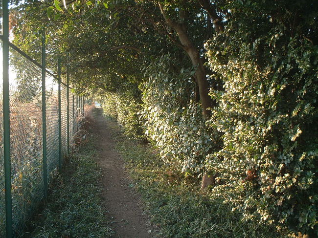散歩の道にフェンスがついた・・<br />散歩が小さくなった・・