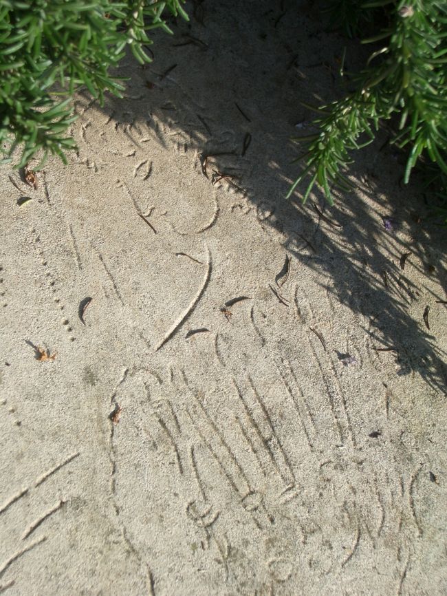 続いて行ったサンポールという小さな村の、シャガールの墓碑。<br /><br />シャガールはこの小さな美しい村が気に入り、ここで生涯を閉じた。そして何の変哲もない村の墓地に、村人たちと一緒に眠っている。<br /><br />墓碑に刻まれているシャガールの絵と、墓碑に絡まるローズマリーの香りがなんともいえず素敵だった。