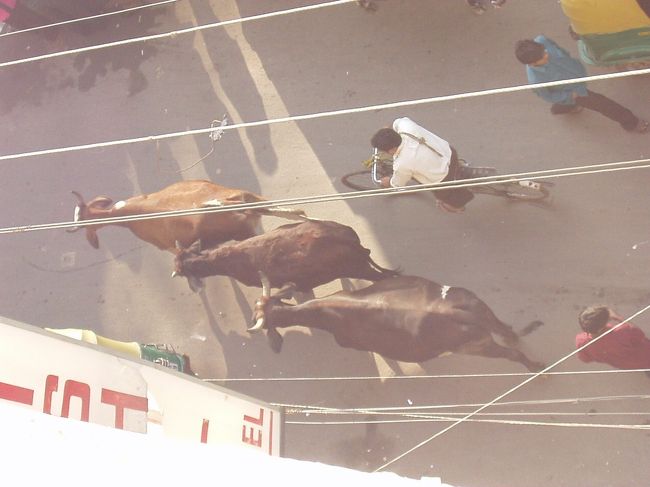宿泊したホテルの地区はゴチャゴチャ地区なので牛はいます･･ですが、ニューデリーのキレイな町には牛は立ち入り禁止とされています。<br />