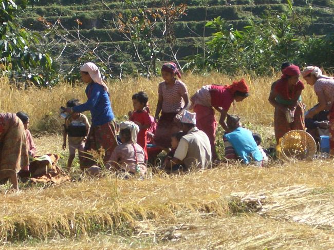 棚田の中は賑やかだ。<br />村民揃って収穫祭。<br />楽しい宴が聞こえてきそう。