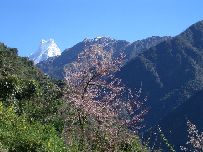 11月に咲く桜の花は霊峰を飾ります。