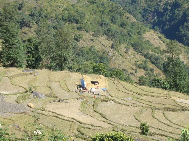陽だまりの棚田では<br />家族総出で、牛に曳かせて脱穀中<br />大地と共に生活を。