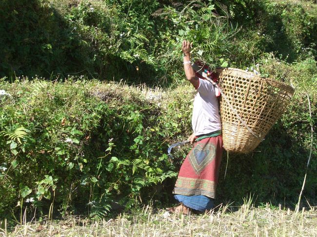 アンナプルナの女性は働き者。<br />竹かごを背負って山の田んぼに忙しく毎日棚田の<br />往復です。<br />