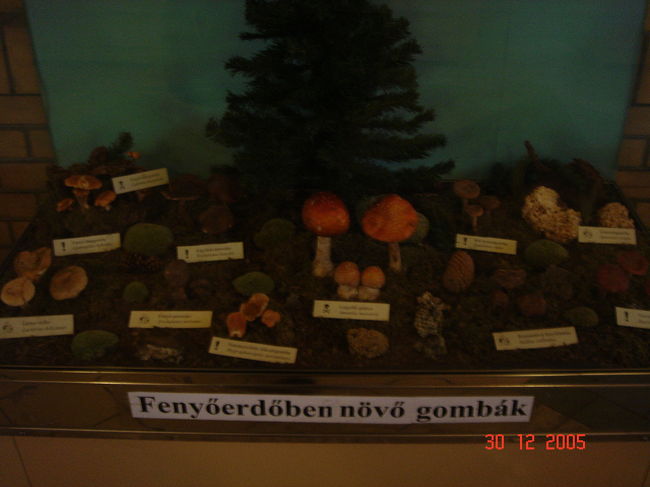 中央市場内　トイレの前にあった　きのこの模型（毒キノコと食用きのこの案内がかかれていて　これが　８個あった）　さすが　いろいろなきのこがとれるようである。