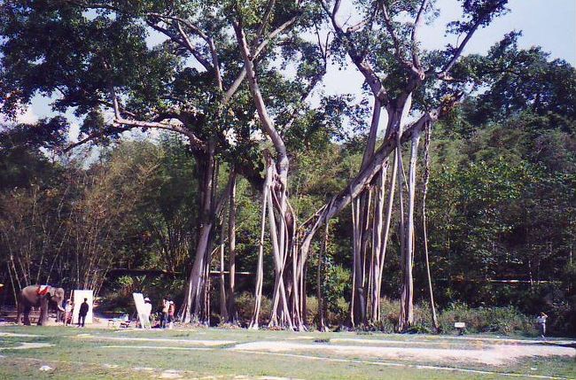 独樹成林（中国側国境の町・打落で）<br /><br />今日で今回の旅は終了。翌日昼前の飛行機で上海、大阪に帰国。<br />雲南はなかなかいい所、またいつか訪れてみるつもりです。<br /><br />以上での中国・雲南省の旅（１）〜（５）の全編終了です。<br />どうもご来訪有難うございました。［2006年1月作成］<br /><br /><br />