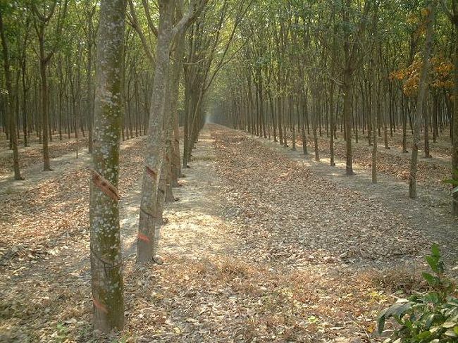 クチトンネル観光へ行く途中の道で。<br />ゴムの木の畑。きれいに一直線。