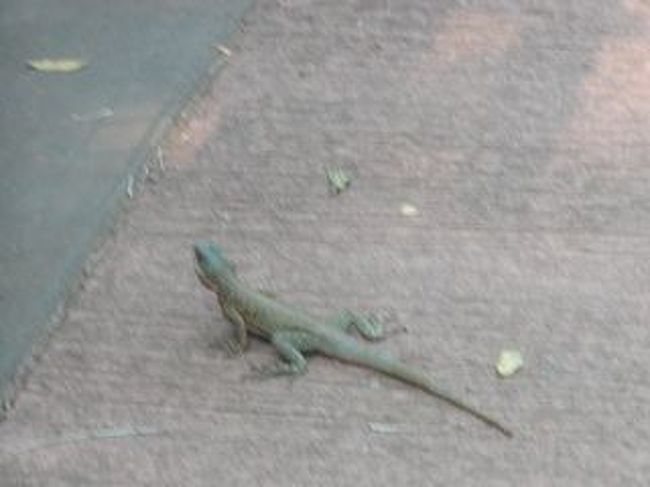 熱帯雨林が残っているだけあって、動物の宝庫ですね。<br />なんだか、わからないけど･･･。<br />トカゲっぽい感じ。カメレオン？？？