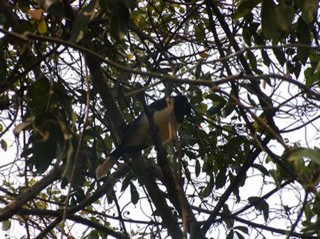 うっそうと生い茂った木に、人が群がってたので何かと思えば鳥がいました。<br />よく逃げないもんだなぁと。<br />野生とはいえども、人馴れしてるのかな。やっぱり。