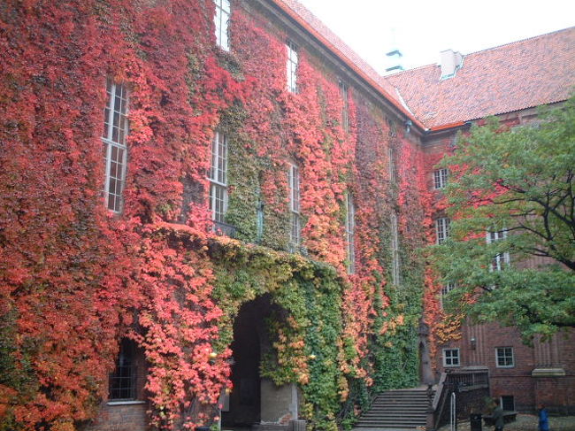 市庁舎のツタが紅葉していました。