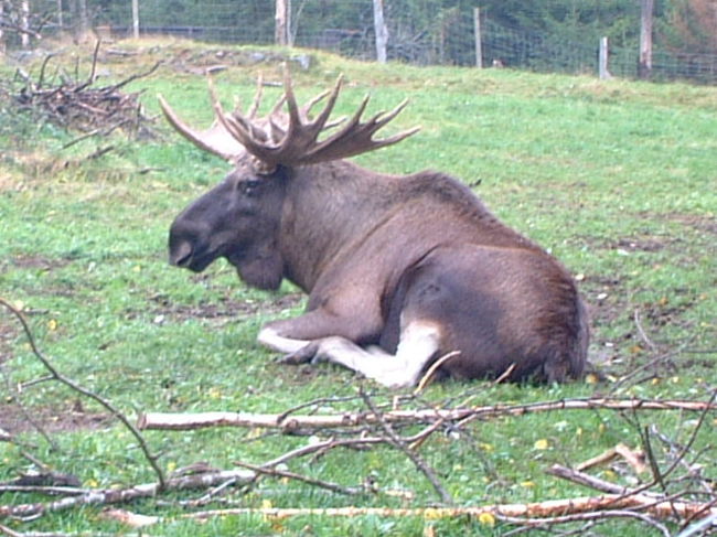 こちらはヘラジカ博物館で飼っているヘラジカ！<br />角がすごい〜〜。