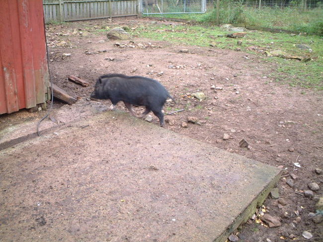イノブタも飼っています。