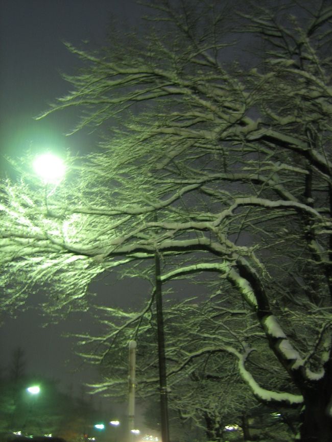 きれい、なんて言って雪を<br />撮ってるのたぁ、暢気者ですよね。<br />わかっていますが、<br />暗いニュースの多い中、<br />再起の原動力ともなるであろう<br />ものの美しい一面をキャッチしたり、<br />自分を含めた諸々の可能性を信じること、も<br />忘れたくない、今日この頃です。