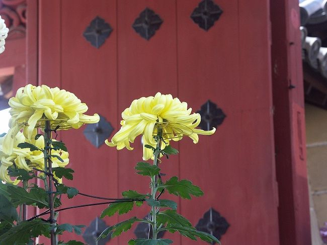 門前の菊がごめんなさい。誤っているようでした。<br />