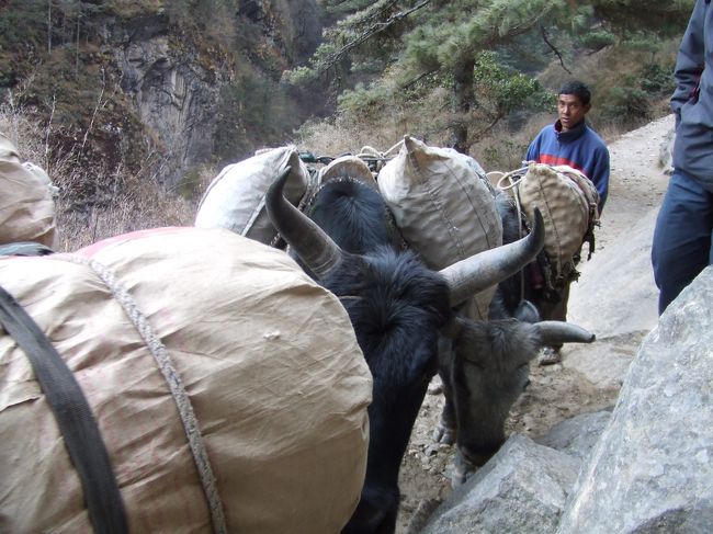 荷物運び役のジョッキーという動物。牛に良く似ていて背中には大量のじゃがいもを背負って歩いてくる。<br /><br />細い急坂ですれちがうときは譲り合い。足元の落し物にも注意。