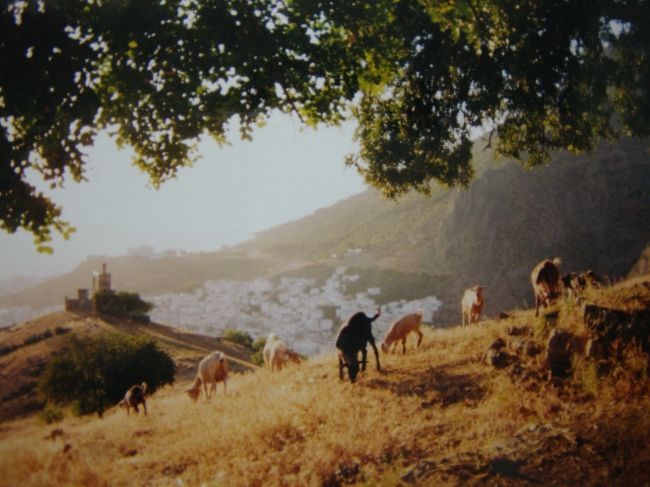 Sheeps On The Hill<br /><br />羊が一匹、羊が二匹、<br /><br />丘の上で羊飼いの少年は一番小さい子羊を追いかけまわす。<br /><br />どうやら捕まえて、あたしに触らせてくれようとしたみたい。<br /><br />子羊は俊敏な動きで彼をかわし、結局捕まえられなかった。<br /><br />申し訳なさそうに苦笑いをして去っていった少年。<br /><br />ありがとう。