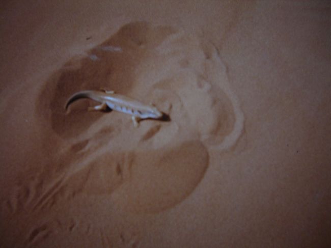 God of the desert<br /><br />...なんだこやつは！？<br /><br />砂が動く微妙な気配を感じるとすごい速さで砂の中に潜りこむ。<br /><br />もっと面白いのはMobarek。<br />こやつを写真に撮るためだけにわざわざツアーのラクダを止め、<br />あたしのカメラを奪い、炎天下でひたすらシャッターを切る。<br /><br />後で見てみると、こやつの写真が山ほど撮られていた。<br /><br />彼は見慣れているはずですが？<br /><br />よほど記録に残しておいて欲しかったらしい。