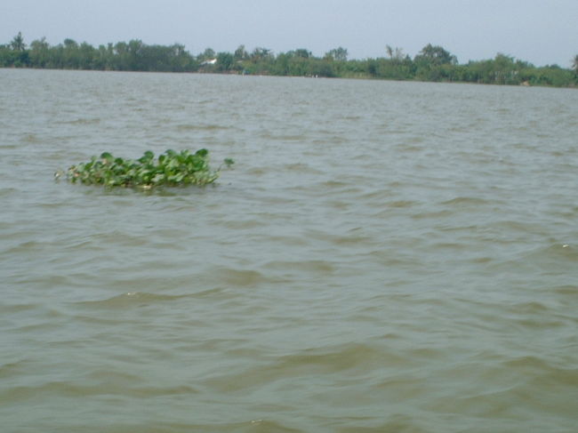 ぷかぷかとメコンに浮くアオイです。<br />ところどころでぷかぷかしています。<br /><br />たまに「ミニ浮き島？」ってくらい群生。