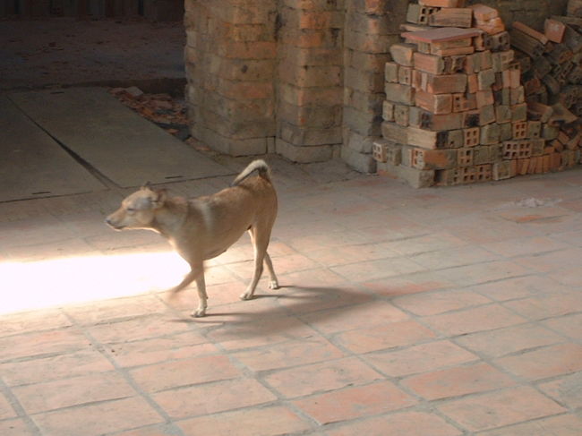 レンガ工房にいたワンコです。<br />ベトナムわんこはほそいなぁ。<br /><br />わんわんわんわんわん！！<br /><br />ってめっちゃほえられちゃいました。<br />ひー