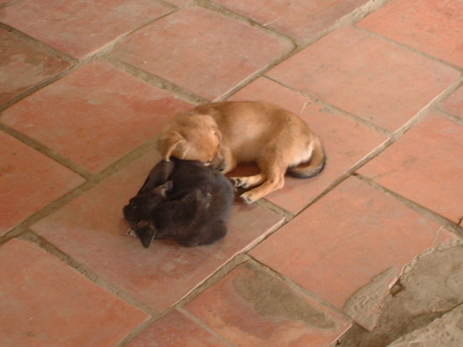 おやわんこがわんわんほえたのは、<br />お休み中の子わんこを守るためだったみたい。<br /><br />子わんこも細いなあ・・・<br /><br />でも、暑い（この日は３０度くらい）のに<br />固まって丸くなって寝てて、暑くない？