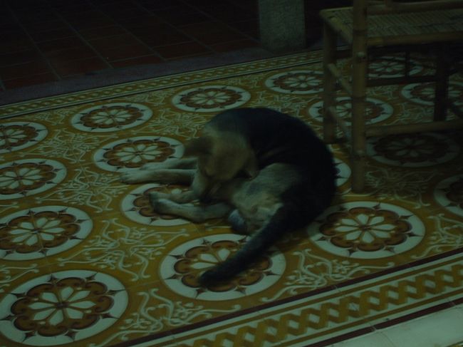 足元では放し飼いのわんこがスヤスヤ。<br />たまに思い出したように動きます。<br /><br />おイタはしません。<br />ふんふん、とスリスリしてきてかわいい。<br />