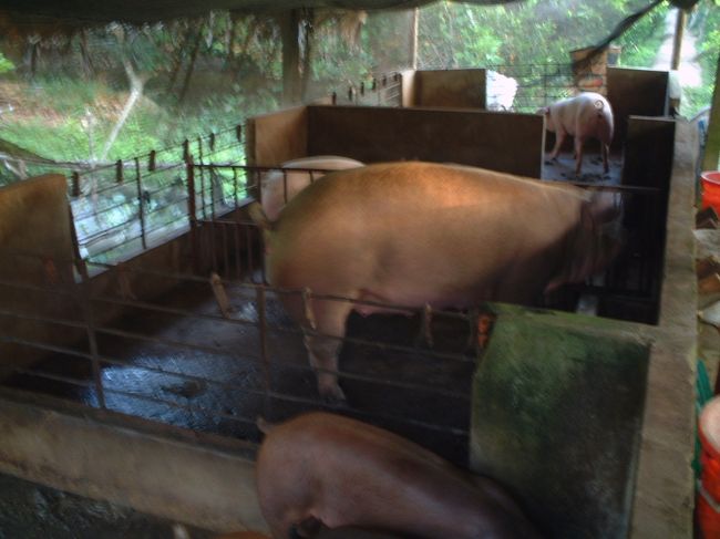 ぶたごや。<br /><br />ぶたがたくさん！<br />ちょっと圧倒されちゃいました。<br /><br />ぶたごやに行く途中で<br />１匹、シメてたなぁ・・<br /><br />おいしくいただいてます。<br /><br />