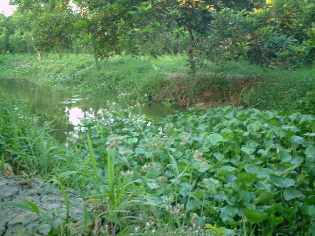 ぶたごやに行く途中の沼。<br />ここで雷魚を飼っていて、<br />食べるときに捕るのだそう。<br />