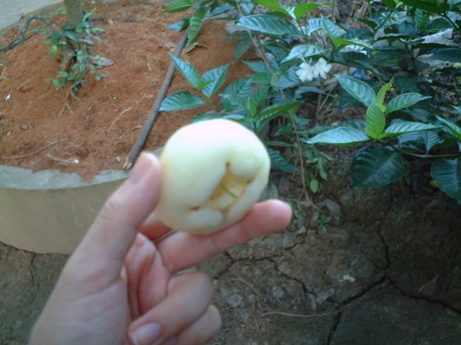 「スモモ」といってもらったけど<br />いわゆるスモモじゃなさそう。<br /><br />高い樹にたくさんなっていて、<br />ちょっと渋くてみずみずしくてシャリシャリ。<br />なんでしょう？