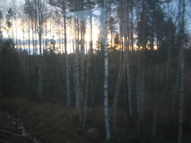 白樺の間から夕日が。