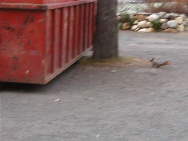 リスが生ゴミをあさっている･･･<br /><br />神秘の国にきてしまったという感じがします。