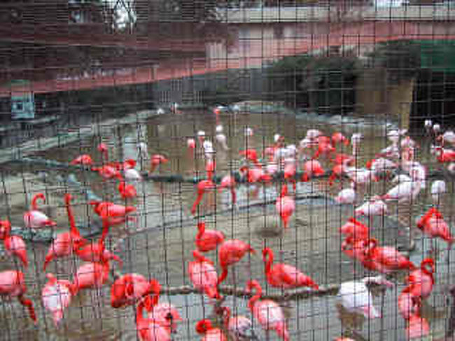 兵庫 王子動物園 兵庫県の旅行記 ブログ By Kazu04さん フォートラベル 兵庫 王子動物園 兵庫県の旅行記 ブログ By Kazu04さん フォートラベル