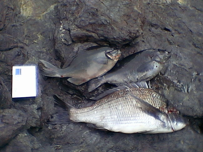 大分県南 磯のクロ 初釣りリベンジ の旅 大分県の旅行記 ブログ By だいちゃんさん フォートラベル 大分県南 磯のクロ 初釣りリベンジ の旅 大分県の旅行記 ブログ By だいちゃんさん フォートラベル