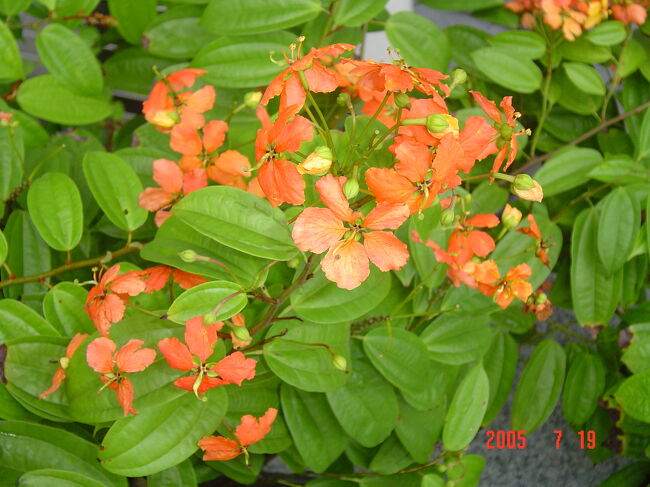 シンガポール街角花図鑑?