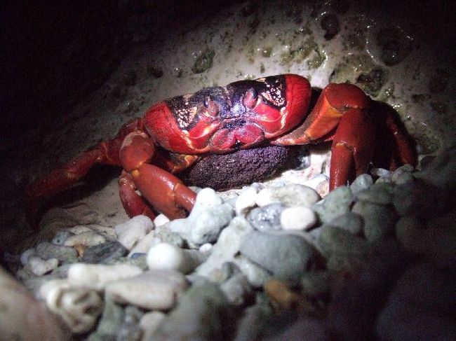 世界ふしぎ発見で放映されたインド洋のガラパゴス クリスマス島 その他の都市 オーストラリア の旅行記 ブログ By 鉄人６０さん フォートラベル